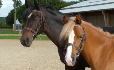 Quiz Chevaux