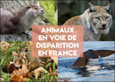 Parmi ces propositions, quels sont les animaux en voie de disparition ?