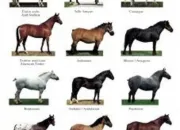 Test Quelle race de cheval es-tu ?