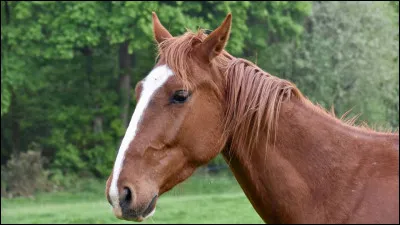 Comment se nomme la robe de ce cheval ?