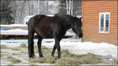 Comment se nomme la robe de ce cheval ?