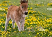 Test Quel poney de mon centre questre es-tu parmi ceux-ci ?