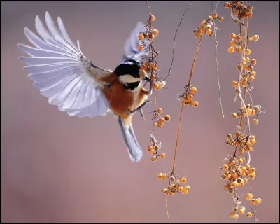 Lanimal que lon recherche est un parasite : luf de cet oiseau est déposé dans le nid dun autre et le petit va occuper toute lattention de ses parents adoptifs, ce qui entraîne souvent la mort des enfants légitimes.