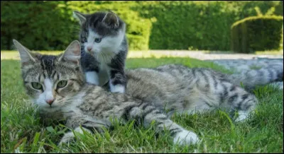 Tu es un chaton. Ta mère te demande quel genre de mentor tu voudrais lorsque tu seras apprenti(e). Que lui réponds-tu ?