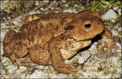 En première année, qui perd son crapaud dans le train ?