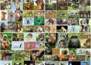 Quiz Quelques faits tonnants sur les animaux