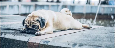 Le chien est le premier animal à avoir été domestiqué par lhomme.