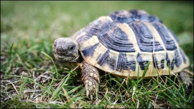 Quelle est la particularité de la tortue de Fitzroy ?