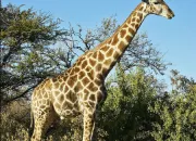 Quiz La girafe