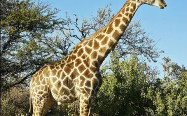 Quiz Girafe