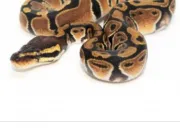 Quiz Python regius