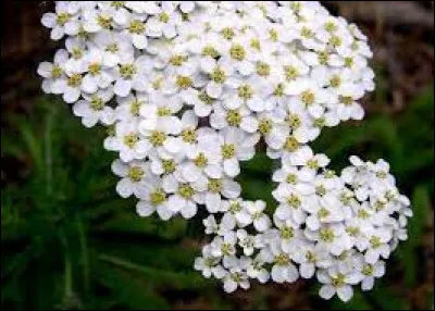 Quel est le nom de cette fleur ?