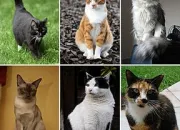 Quiz Connais-tu bien les chats ?