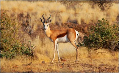 Voici l'animal fétiche de l'équipe d'Afrique du Sud de rugby à XV. C'est...