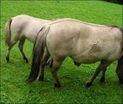 Connais-tu le nom de cette ligne sur le dos du cheval ?