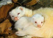 Quiz Le furet