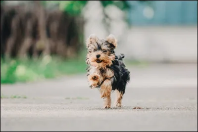 Quelle est ta réaction si ton animal est commun ? 
(''Commun'' veut dire qu'il n'est pas rare. Exemple -> le chien et beaucoup d'autres animaux.)