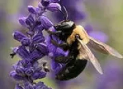 Quiz La famille de la reine des abeilles