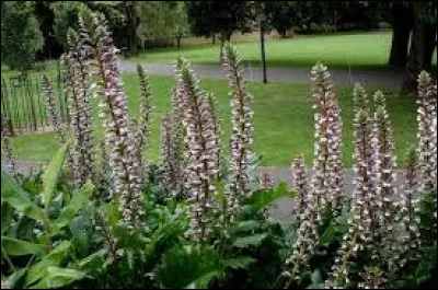 Quelle hauteur ces fleurs peuvent-elles atteindre ?