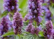 Quiz Les fleurs - L'agastache (2)