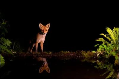 Quel est le nom de cet ensemble médiéval de récits animaliers écrits en ancien français et en vers ?