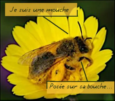 De la sous-classe des ptérygotes, quelle est l'infra-classe de l'abeille ? Mais... mais... que nous chante donc celle ci-dessus ?