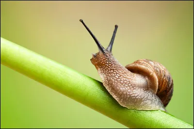 Comment s'appelle la bave de l'escargot ?