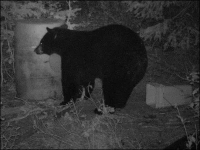 Quel animal est le plus petit représentant de son espèce ?