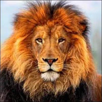 Comment dit-on "le lion" ?