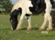 Test Quelle robe de cheval es-tu ?