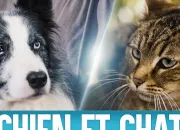 Quiz Chat ou chien ?