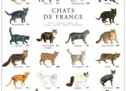 Test Quel chat es-tu ?