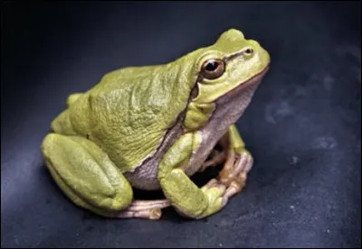 Tout d'abord, la larve de la grenouille existe-t-elle ?