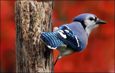 Quel est cet oiseau ?