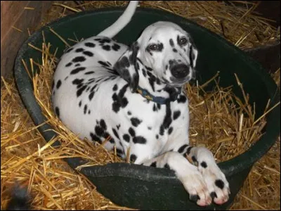 Comment Marine dit-elle "Dalmatien" ?