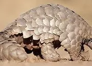 Quiz Le pangolin