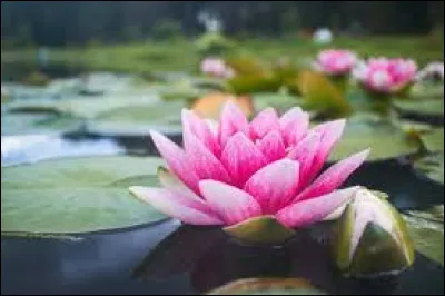 Quelle est cette fleur connue pour sa capacité à fleurir sur leau ?