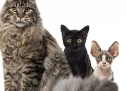 Test Quelle image de chats es-tu ?