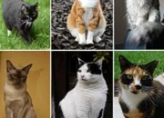 Test  quoi ressemblerais-tu si tu tais un chat ?