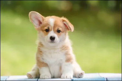 Un animal mignon, pour toi, est forcément :