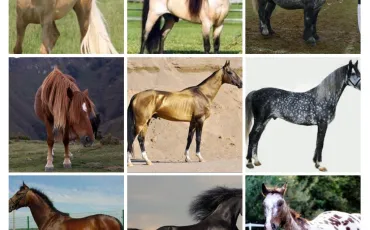 Quiz Chevaux