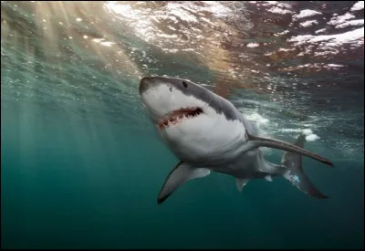 Oh non ! Ton ami et toi, vous naviguez sur l'océan quand soudain ton ami tombe en arrière et atterrit dans l'eau parmi plein de requins affamés de chair fraîche ! Que fais-tu ?