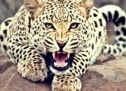 Quiz Le lopard d'Afrique