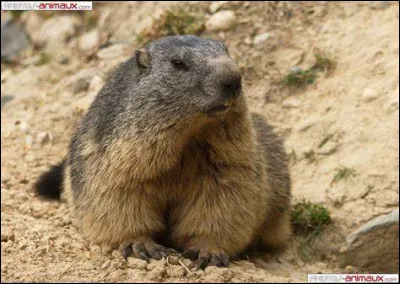 Qu'extrait-on de l'amande du marmottier ?