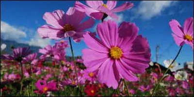 De quel pays est originaire le cosmos (fleur) ?