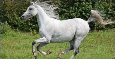 Ce cheval est un :