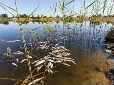 Depuis début août, une mortalité impressionnante implique des poissons, des castors et d'autres animaux sauvages, dans une partie polonaise, près d'un fleuve, provoquant une crise sanitaire et environnementale entre l'Allemagne et la Pologne. Dans quel cours d'eau se produit actuellement ce désastre écologique ?