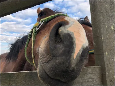 Quelle est la robe de ce cheval ?