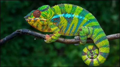 Le caméléon fait partie de quelle classe d'animaux ?