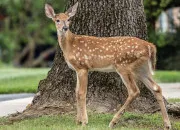 Quiz Les animaux en anglais